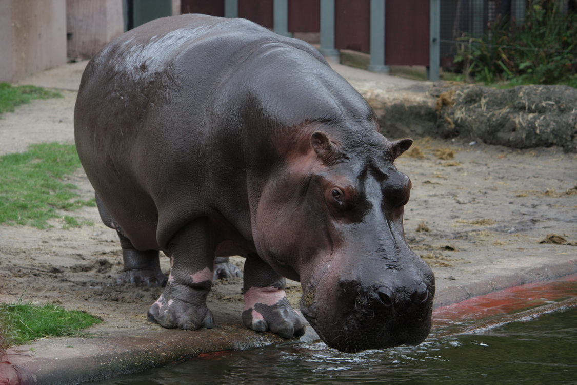 nijlpaard1